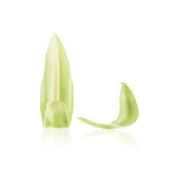 Dobla Chocoladedecoratie Blad Groen/Wit (260 stuks)* Chocolade Decoraties|Chocolade Decoraties