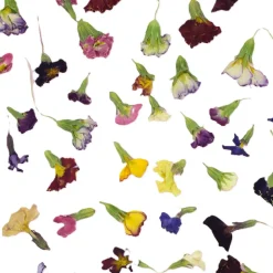 Overig Eetbare Gedroogde Primula (50 stuks)* Bloem Decoraties