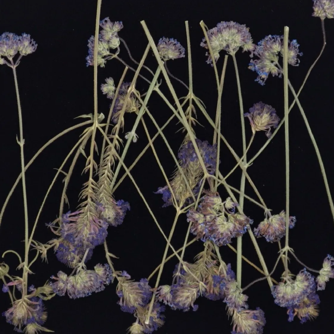 Overig Eetbare Geperste Verbena takjes (15 stuks)* Bloem Decoraties