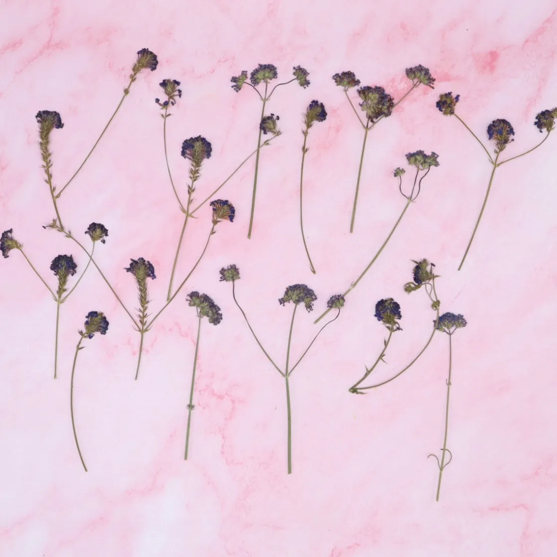 Overig Eetbare Geperste Verbena takjes (15 stuks)* Bloem Decoraties