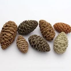 Katy Sue Mold Dennenappels* Molds