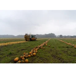 Met Pit Nederlandse Pompoenpitolie 100ml* Oliën En Vetten