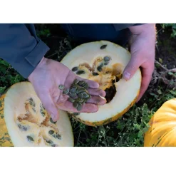 Met Pit Nederlandse Pompoenpitten Naturel 250g* Zaden, Granen, Noten En Vruchten