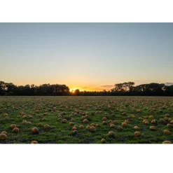 Met Pit Nederlandse Pompoenpitten Geroosterd 150g* Zaden, Granen, Noten En Vruchten