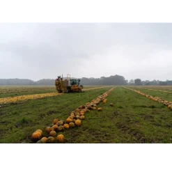 Met Pit Nederlandse Pompoenpitten Geroosterd 150g* Zaden, Granen, Noten En Vruchten