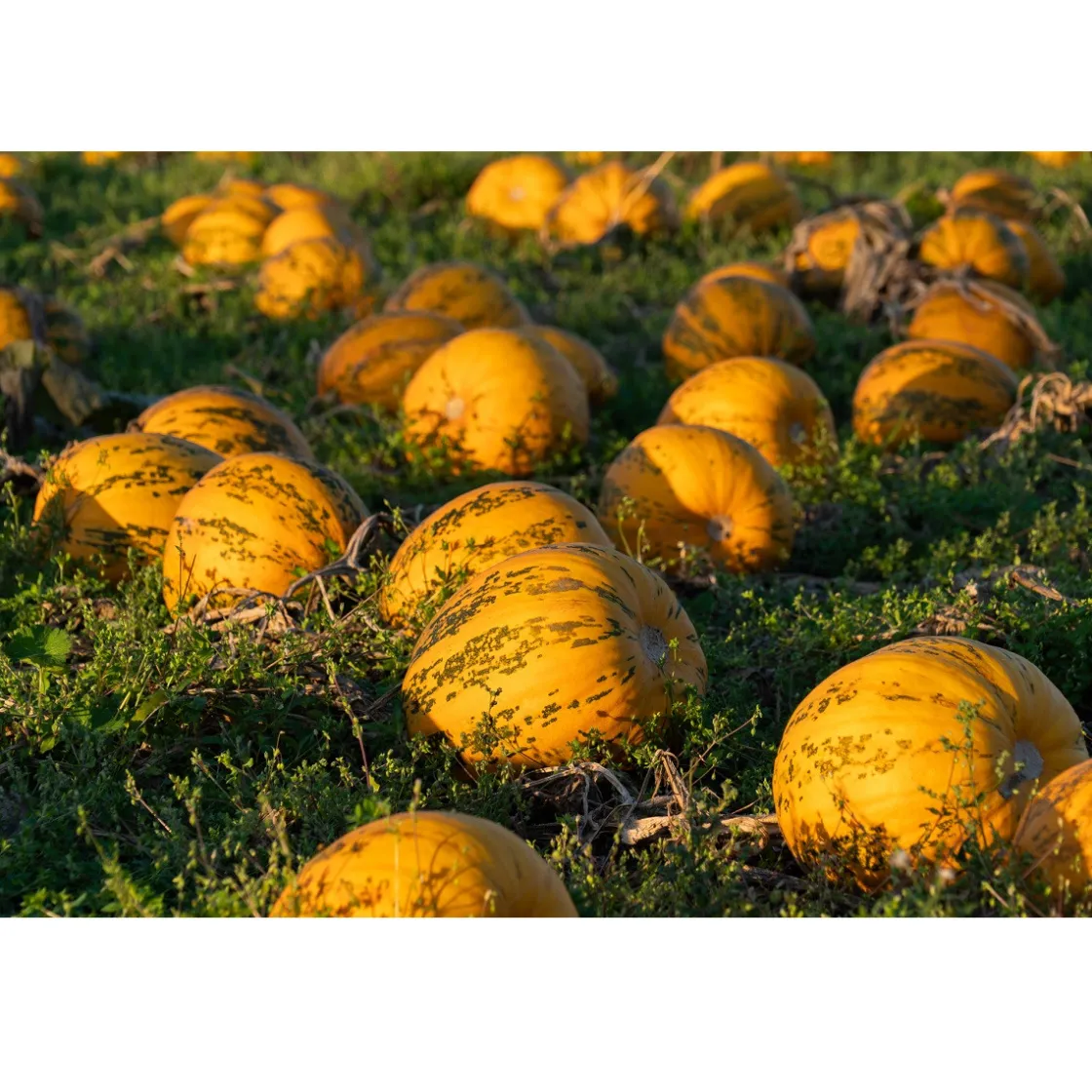 Met Pit Nederlandse Pompoenpitten Naturel 1kg* Zaden, Granen, Noten En Vruchten