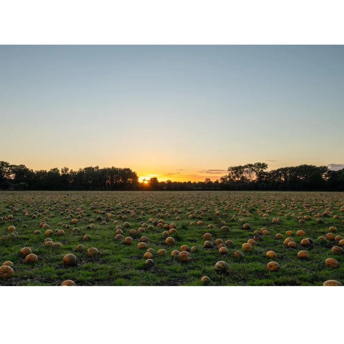 Met Pit Nederlandse Pompoenpitten Naturel 1kg* Zaden, Granen, Noten En Vruchten
